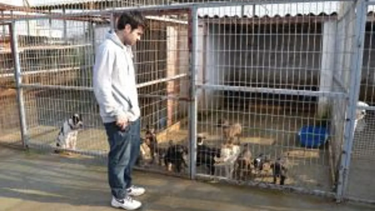 Kesan Hayvan Barinagi Nda 2014 Te 260 Hayvan Kisirlastirildi Guncel