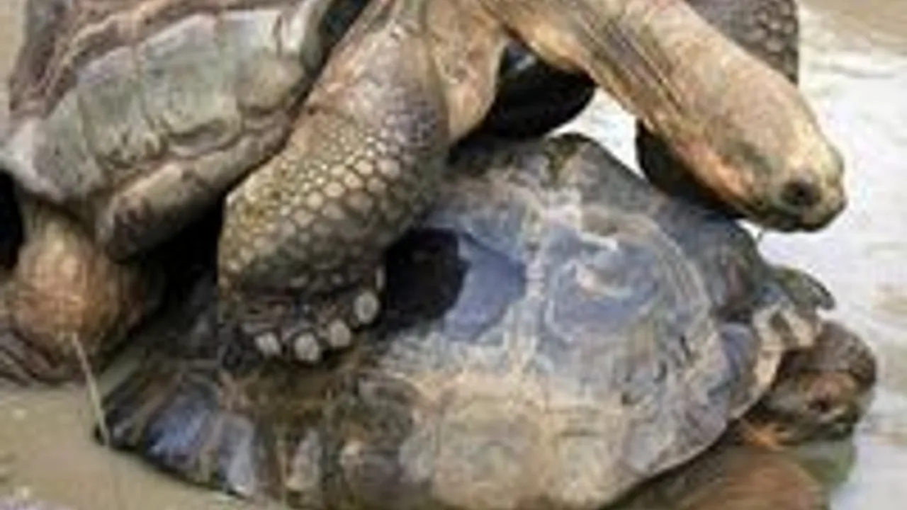 Bu kaplumbağa seks bağımlısı | Güncel