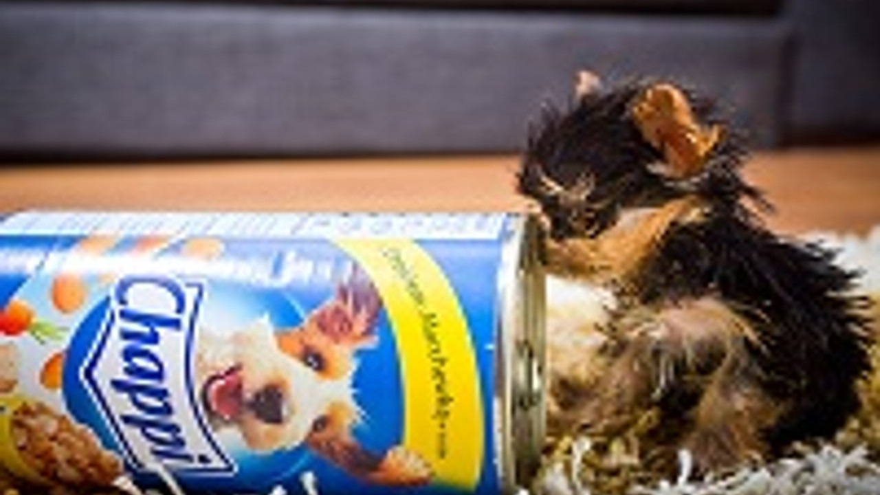 Dünyanın en küçük köpeği Dünya