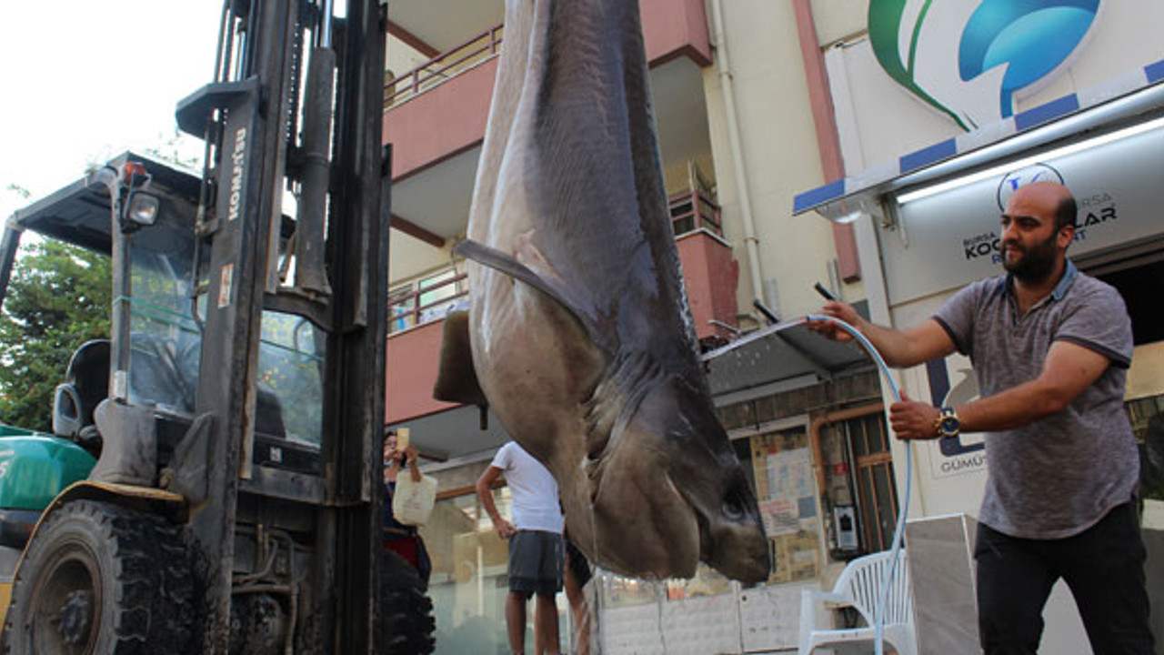 Kanser hastalarına köpek balığı eti dağıtıldı Güncel
