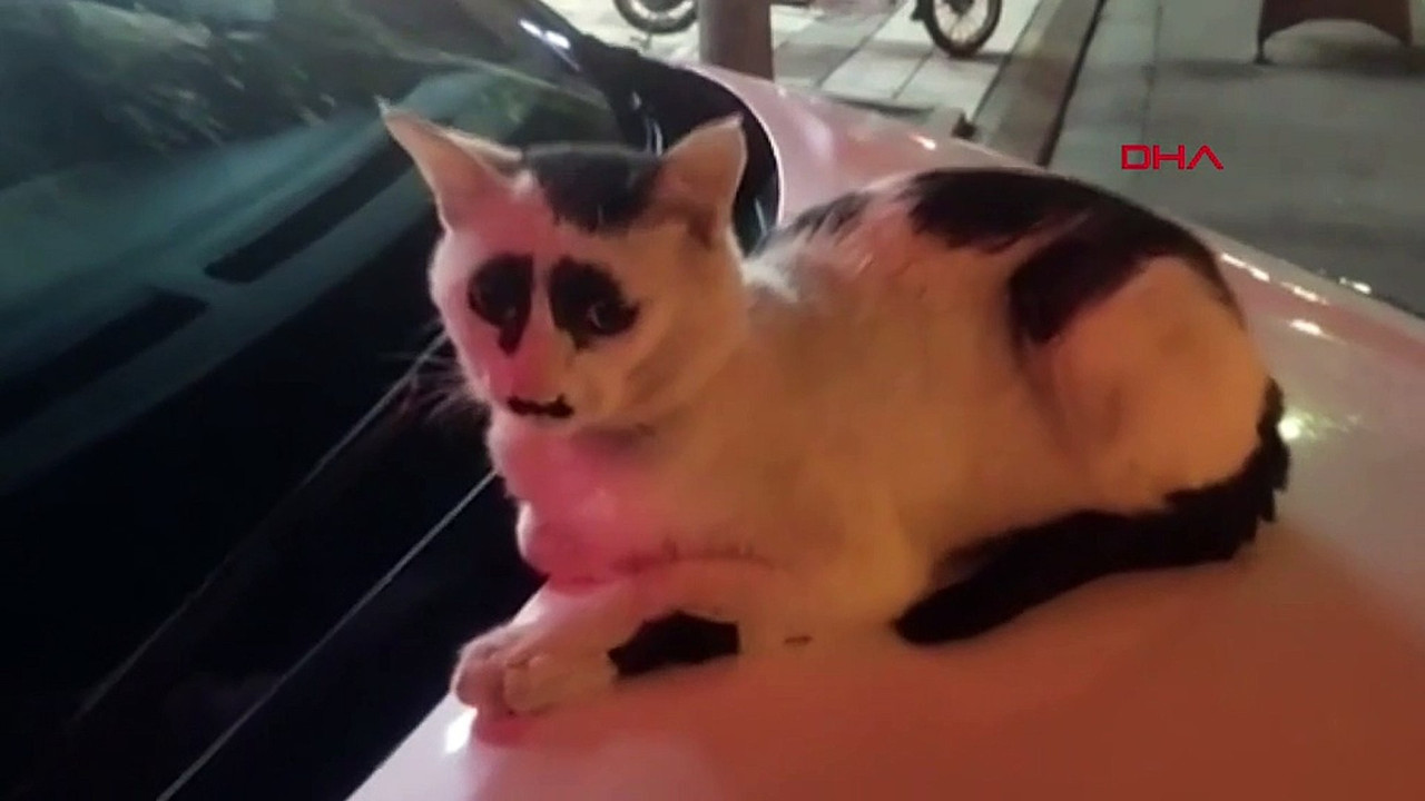 Çin�deki �üzgün kedi�, sosyal medyada ilgi odağı oldu Haber3