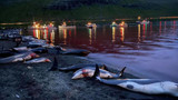 Bunun adı festival değil katliam: Yüzlerce balina ve yunus öldürüldü