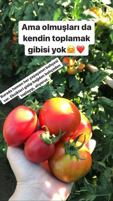 Özge Borak organik tarıma başladı - Resim: 4