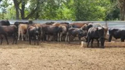 Kurban alırken nelere dikkat edilmeli ?