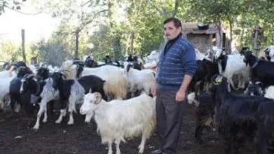 Uludağ’ın Eteklerindeki Sürülere Ayı Tehdidi