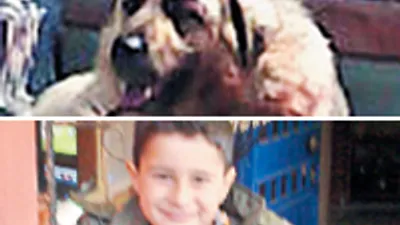Bu sefer çocuğu parçalayan Pitbull değil!
