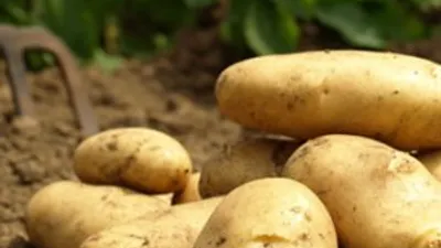 Patates 5 lira oldu, tarlaya akın ettiler !