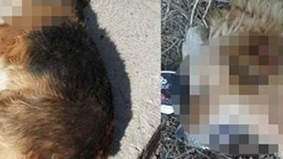 Ege Üniversitesi'nde köpek katliamı