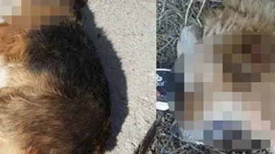 Ege Üniversitesi'nde köpek katliamı