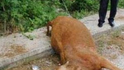 Vicdansızlar ! Boğa böyle bulundu
