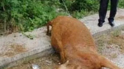 Vicdansızlar ! Boğa böyle bulundu