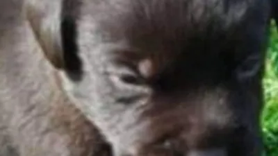 Köpek diye aldı gerçeği sonra farketti