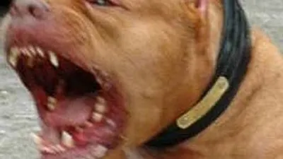 Pıtbull dehşeti !