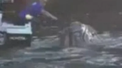Balina balıkçılardan 'yardım istedi'