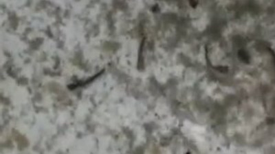 Musluktan çıkana inanamayacaksınız !