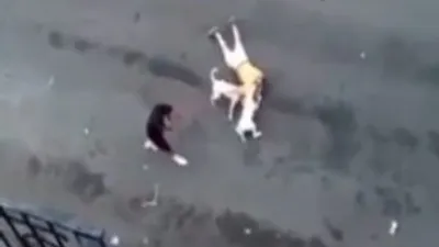 2 pitbull sokak ortasında dehşet saçtı