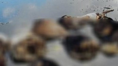 Sakarya'da mide bulandıran görüntü