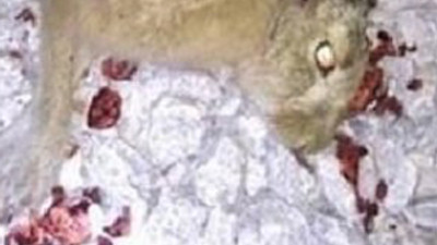 Kaçak av fotoğrafı başını yaktı