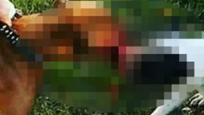 Kedi köpek işkencesine rekor ceza !