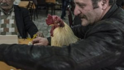 ''En meşhur'' horoz öldü