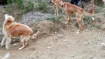 Köpekleri ölüme terkettiler !