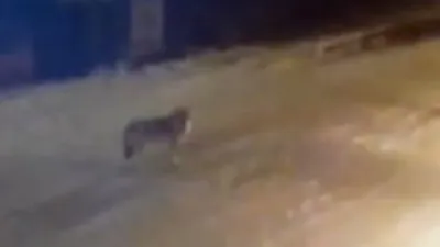Aç kurtlar şehre indi