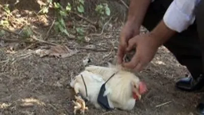 'Kurşun geçirmez' muskayı horozda denedi ve..