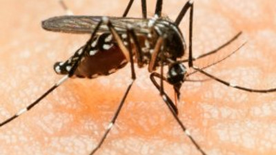 Tehlike büyüyor.. Zika virüsü cinsel yolla da bulaşıyor !
