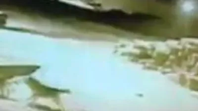 Şehre inen aç kurtlar korku salıyor !