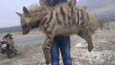 Çizgili sırtlan ölüsü bulundu