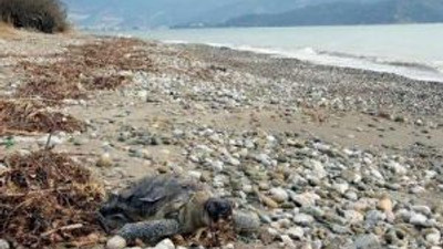 Caretta carettayı taşla öldürdüler !
