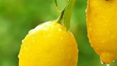 Rusya'dan Türkiye'ye yasak üstüne yasak
