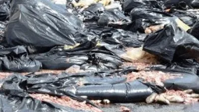 2 ton balık yola döküldü !