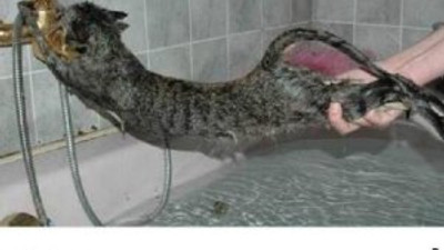 'Kedi' ile şaka başına iş açıyordu !