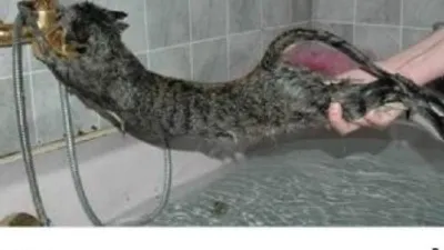 'Kedi' ile şaka başına iş açıyordu !
