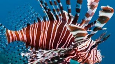 Akdeniz'de 'Aslan balığı' uyarısı