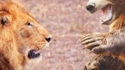 İstanbul'un göbeğinde AVM'de aslan ve ayı bulundu !