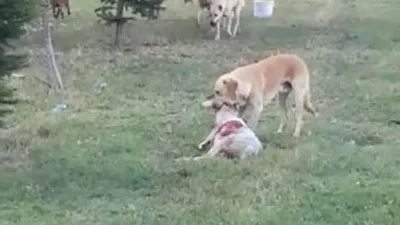 Köpekler koyun sürüsüne saldırdı