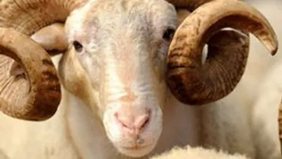 Kurban kesim alanlarında FETÖ önlemi