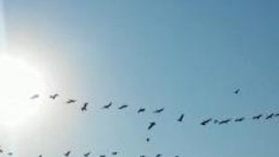Göç yolundaki ışık UFO mu ?