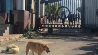 Profesör köpeği bıçakladı !