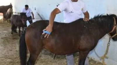 FETÖ'nün el konulan atlarına ne oldu ?