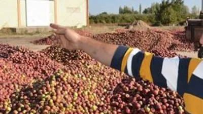 Kilosu 10 kuruşa düştü, alan yok!