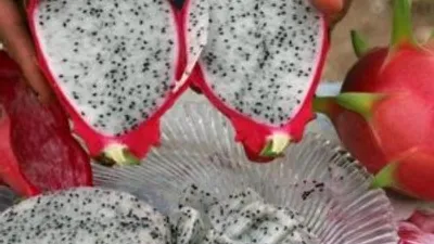 Tanesini 16.5 liradan satıyorlar