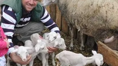 Merinos cinsi koyun beşiz doğurdu
