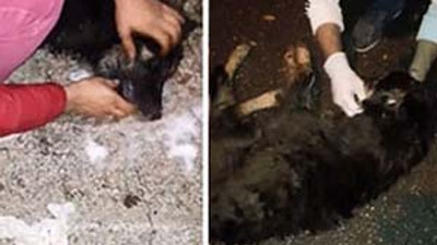 Sapanca'da köpek katliamı !