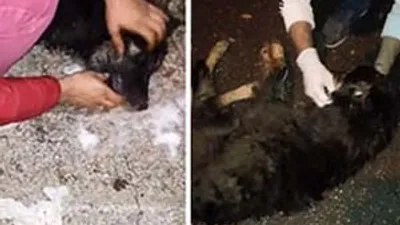 Sapanca'da köpek katliamı !