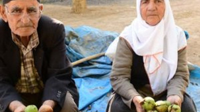 9 çocuğu "cevizle" okuttular !