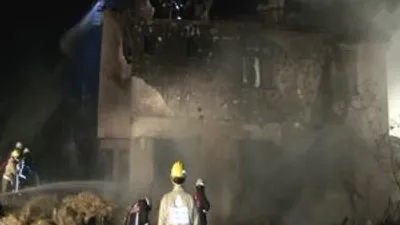 Beykoz'da çok sayıda hayvan telef oldu