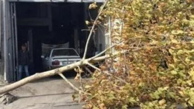 Şiddetli lodos ağacı kökünde söktü !